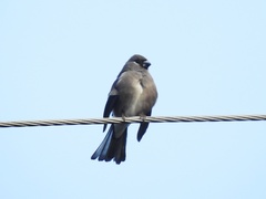 Pyrrhula nipalensis