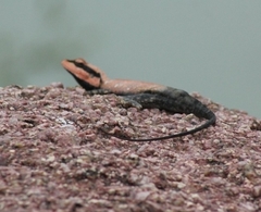 Psammophilus dorsalis