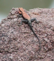 Psammophilus dorsalis