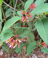 Palicourea marcgravii
