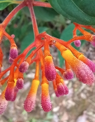 Palicourea marcgravii
