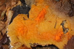 Candida santamariae
