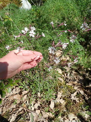 Silene italica