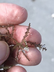 Acanthophora spicifera