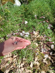 Silene italica