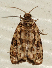Phaecasiophora niveiguttana