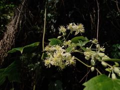 Clematis grossa