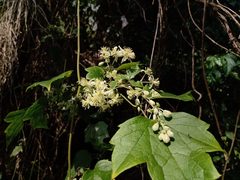 Clematis grossa