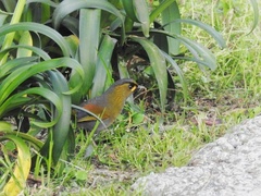 Liocichla steerii