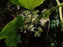Clematis grossa
