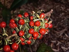 Trichilia havanensis