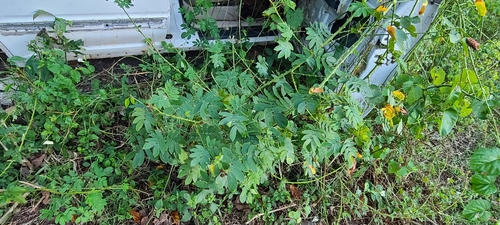 Image of Mimosa casta by (c) ritirene, some rights reserved (CC BY)