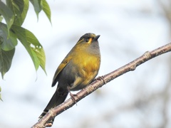 Liocichla steerii