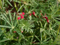 Synchytrium papillatum