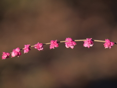 Symphoricarpos × chenaultii