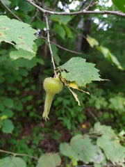 Corylus sieboldiana mandshurica