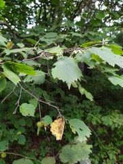 Corylus sieboldiana mandshurica