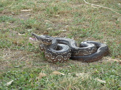 Boa constrictor occidentalis
