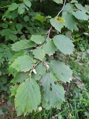 Corylus sieboldiana mandshurica