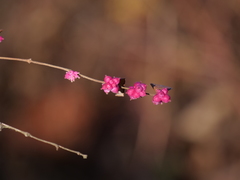 Symphoricarpos × chenaultii