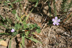 Anisodontea elegans