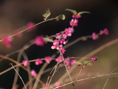 Symphoricarpos × chenaultii