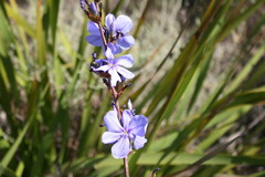 Aristea rigidifolia