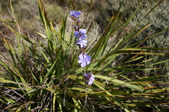 Aristea rigidifolia