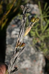 Bobartia gladiata