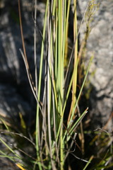 Bobartia gladiata