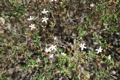 Chaenostoma glabratum