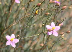 Chironia linoides