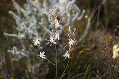 Chlorophytum rigidum