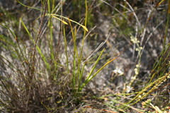 Chlorophytum rigidum