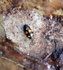 Glischrochilus fasciatus