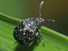 Bruchus atomarius