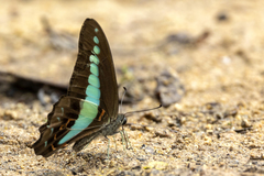 Graphium sarpedon luctatius