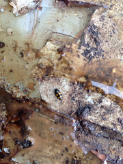 Glischrochilus fasciatus