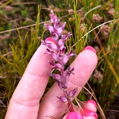 Lachenalia sessiliflora