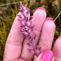 Lachenalia sessiliflora