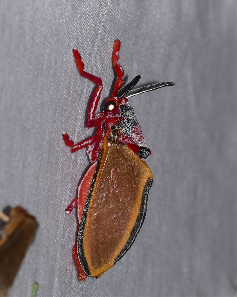 Edebessa purens