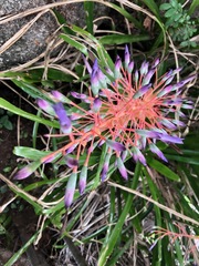 Portea petropolitana