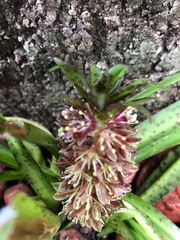 Eucomis vandermerwei