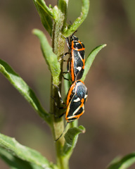 Eurydema gebleri