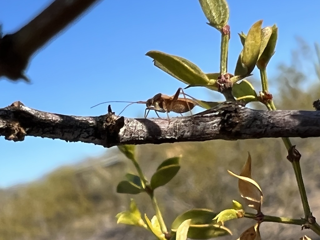 True Bugs, Hoppers, Aphids, and allies from Pinnacle Peak Ranchos