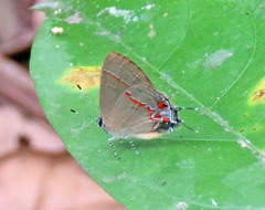 Calycopis bactra