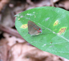 Calycopis bactra