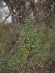 Baccharis