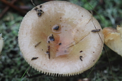 Russula cistoadelpha