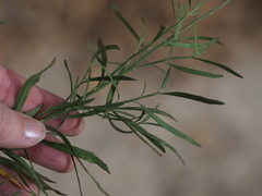 Baccharis